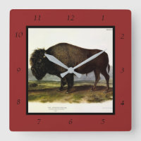 American Bison, or Buffalo (Bison bison) - Audubon