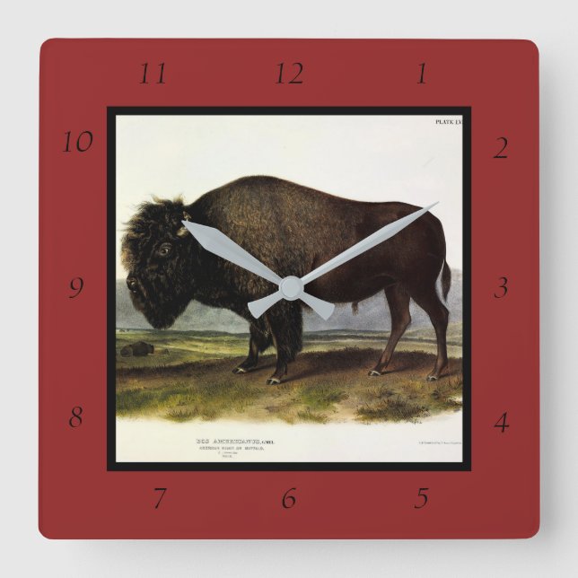 American Bison, or Buffalo (Bison bison) - Audubon Square Wall Clock (Front)
