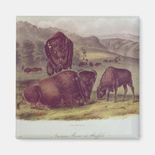 American Bison or Buffalo Magnet