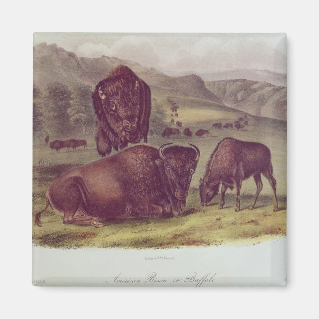 American Bison or Buffalo Magnet (Front)