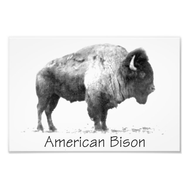 American Bison Photo Print (Front)