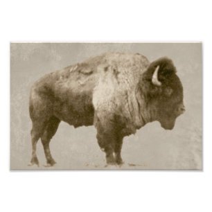 American Bison Photo Print
