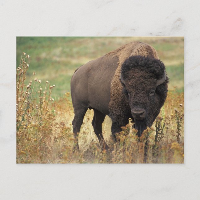 American Bison Postcard (Front)