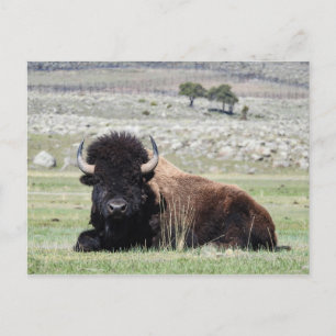 American Bison Postcard