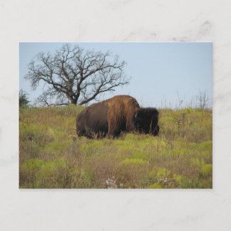 American Bison Postcard
