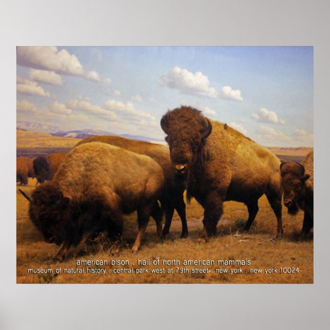 american bison poster (Front)