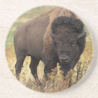 American Bison Sandstone Coaster