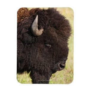 American Bison, South Dakota Magnet