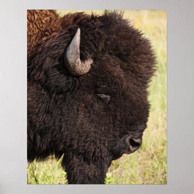 American Bison, South Dakota Poster (Front)