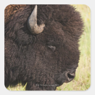 American Bison, South Dakota Square Sticker