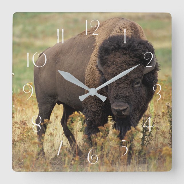 American bison square wall clock (Front)