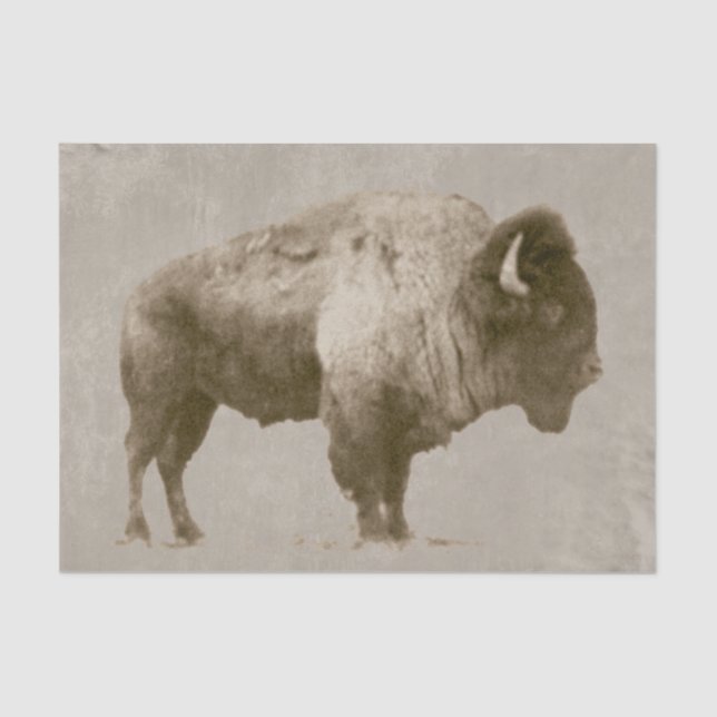 American Bison Tissue Paper (Front)