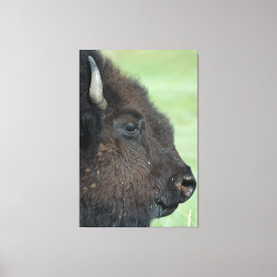American Bison Up Close - Wildlife Photography Canvas Print