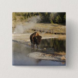 American Bison Yellowstone Wildlife Photography 15 Cm Square Badge