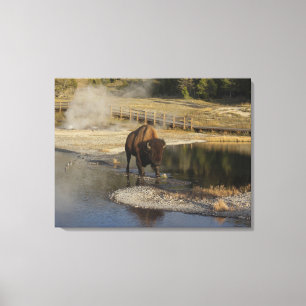 American Bison Yellowstone Wildlife Photography Canvas Print