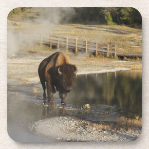 American Bison Yellowstone Wildlife Photography Coaster