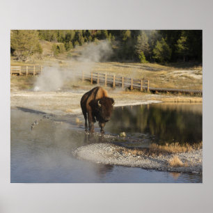American Bison Yellowstone Wildlife Photography Poster