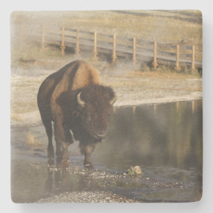 American Bison Yellowstone Wildlife Photography Stone Coaster