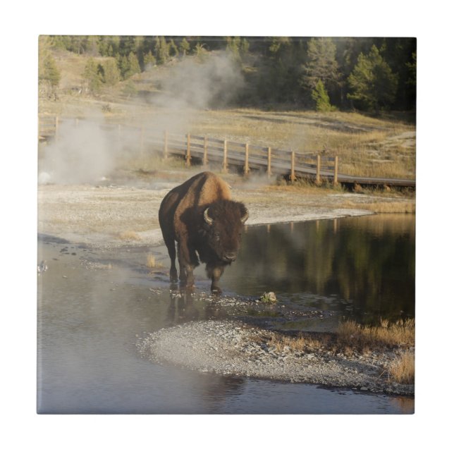 American Bison Yellowstone Wildlife Photography Tile (Front)