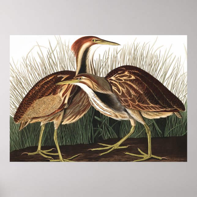 American Bittern by John James Audubon Poster (Front)