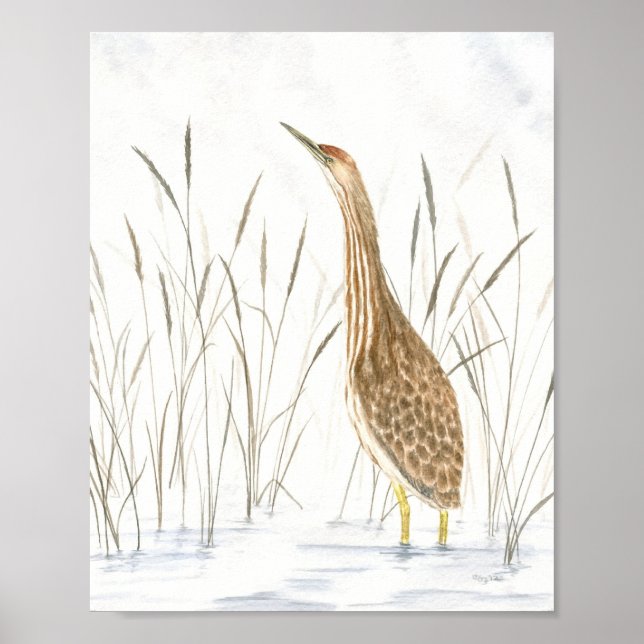 American Bittern Fine Art Print (Front)