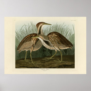 American Bittern - from Audubon's Birds of America Poster