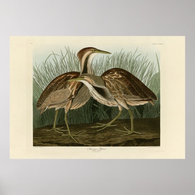 American Bittern - from Audubon's Birds of America Poster (Front)