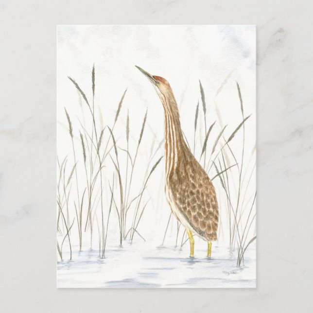 American Bittern Postcard (Front)