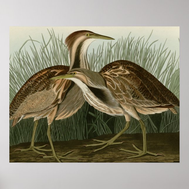 American Bittern Poster (Front)
