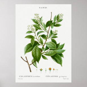 American bittersweet Celastrus scandens from Trait Poster