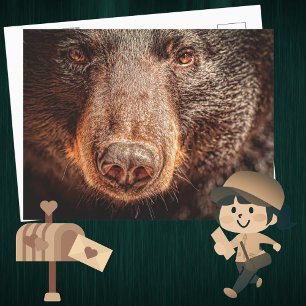 American Black Bear Closeup Postcard