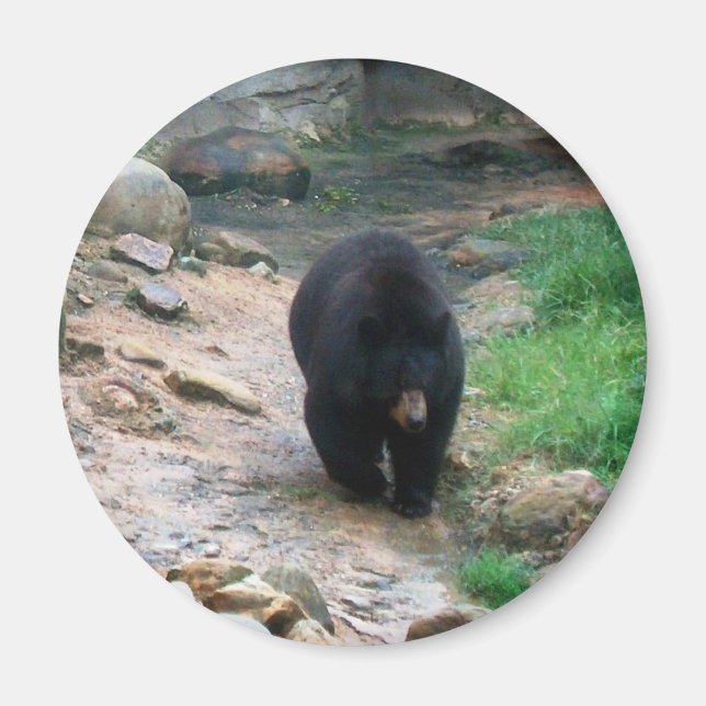 American Black Bear Magnet (Front)
