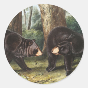 American Black Bear Ursus Americanus Illustration Classic Round Sticker