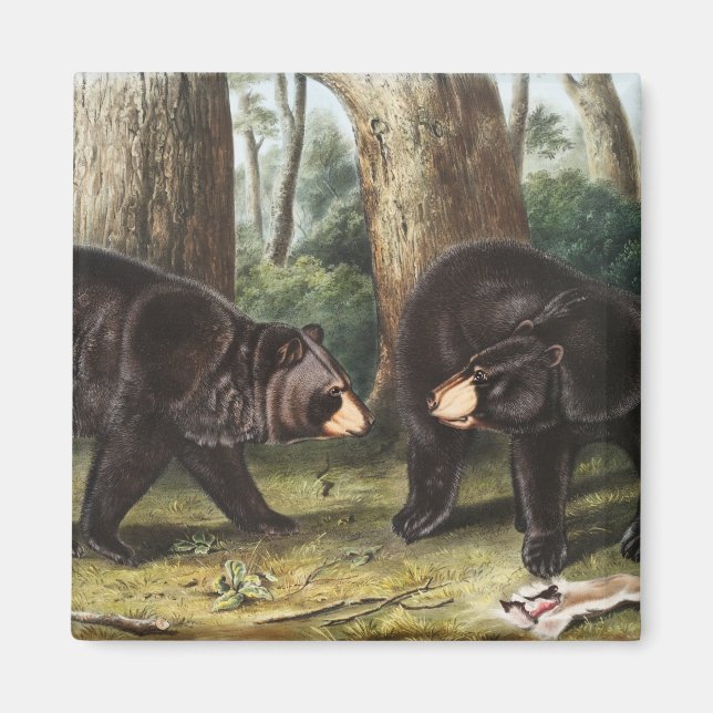 American Black Bear Ursus Americanus Illustration Magnet (Front)