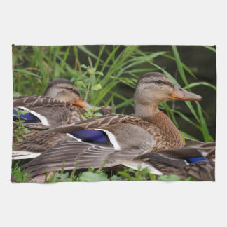 American Black Duck Kitchen Towels