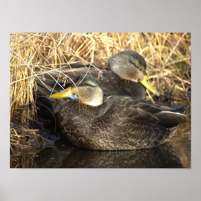 American Black Duck Poster (Front)
