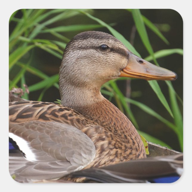 American Black Duck Sticker (Front)
