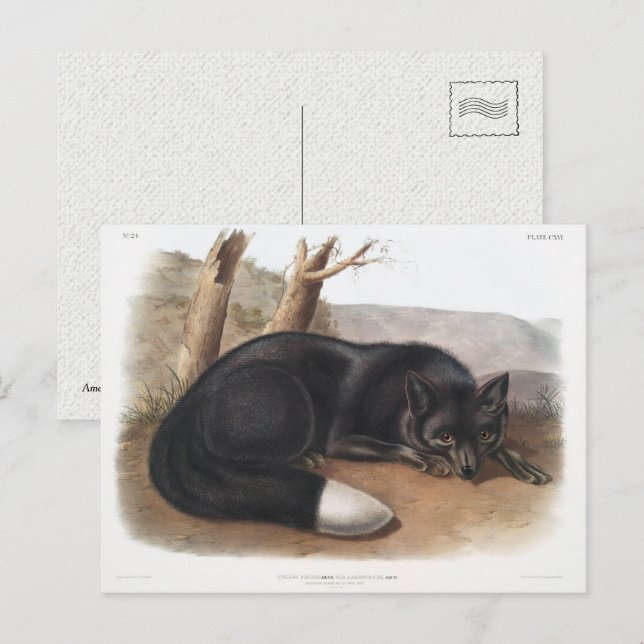 American Black or Silver Fox of North America Postcard (Front/Back)
