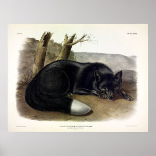 American Black or Silver Fox, Vulpes fulpes fulvus Poster