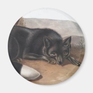 American Black or Silver Fox (Vulpes fulvus) Magnet