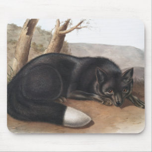 American Black or Silver Fox (Vulpes fulvus) Mouse Mat