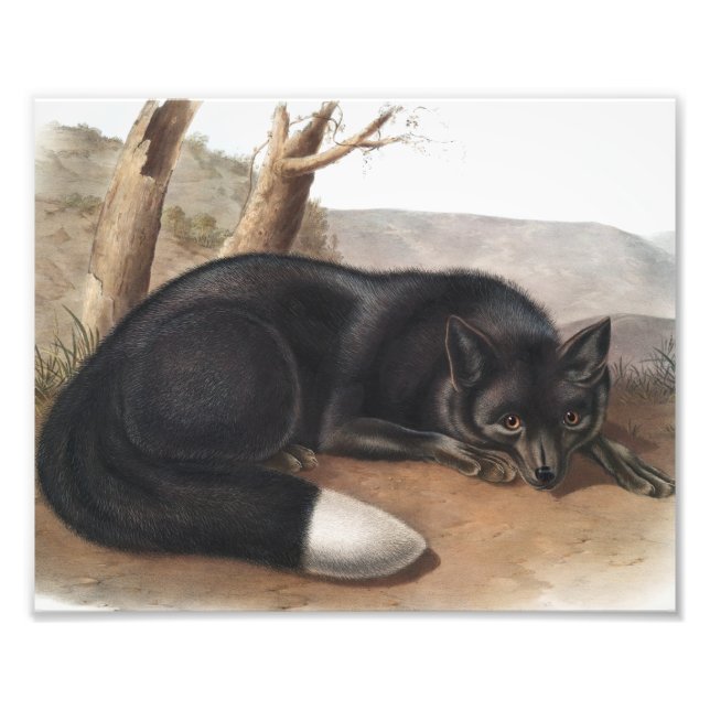 American Black or Silver Fox (Vulpes fulvus) Photo Print (Front)