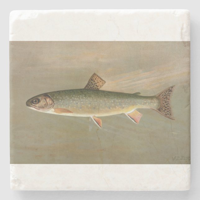 American Brook Trout Fish Vintage Illustration Stone Coaster (Front)