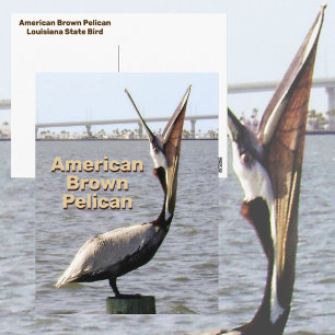 American Brown Pelican Louisiana State Bird Postcard