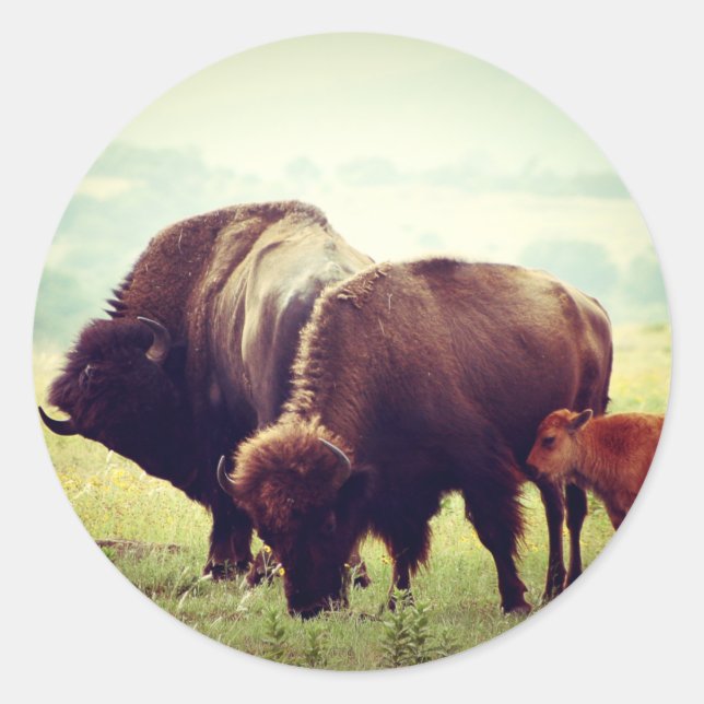 American Buffalo (Bison) Family Classic Round Sticker (Front)