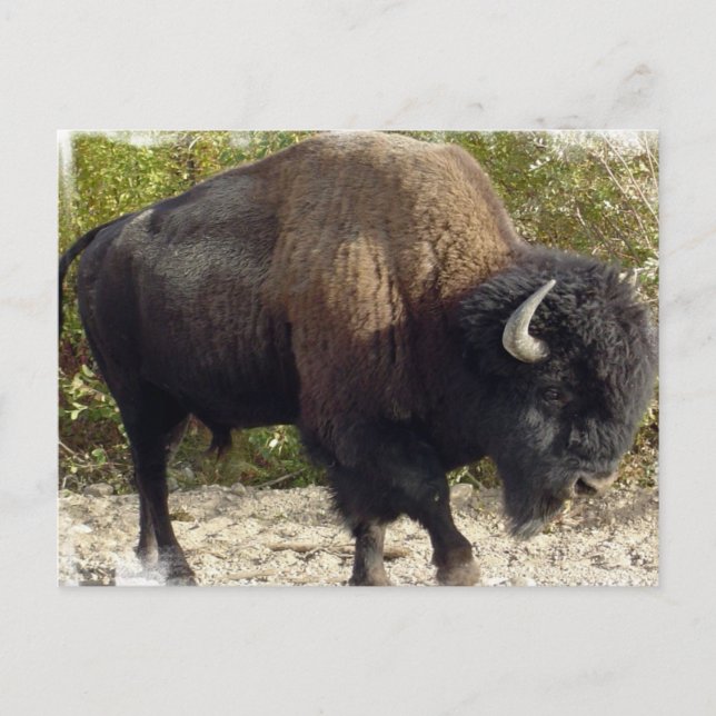 American Buffalo Postcard (Front)