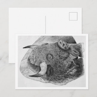 American Buffalo Postcard