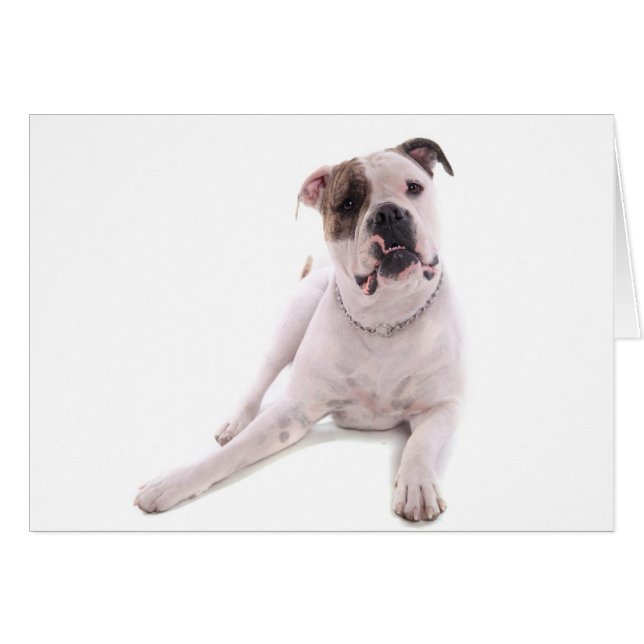 American bulldog (Front Horizontal)
