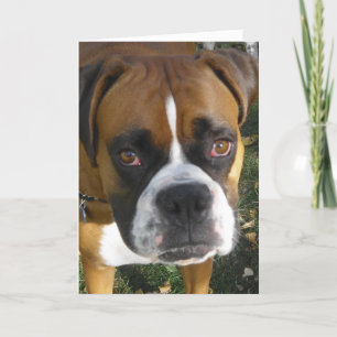 American Bulldog Birthday Card