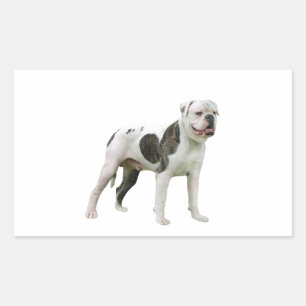 American Bulldog - Brown-White Rectangular Sticker